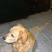 Rusty participe au concours pour gagner de l'argent avec cette photo : golden_retriever, dog, snow, night, outdoor, pet, animal, fur, canine, cold, winter, snowfall, quiet, calm, looking_away, fence, dark, illuminated, side_view, mammal