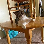 Luna Tuna is registered to the contest to win money with this photo: cat, tabby_cat, wooden_table, chair, indoor, pet, curious, playful, furniture, household, carpet, domestic, animal, whiskers, paw, table_leg, basket, background, relaxed, looking