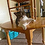 cat, tabby_cat, wooden_table, chair, indoor, pet, curious, playful, furniture, household, carpet, domestic, animal, whiskers, paw, table_leg, basket, background, relaxed, looking