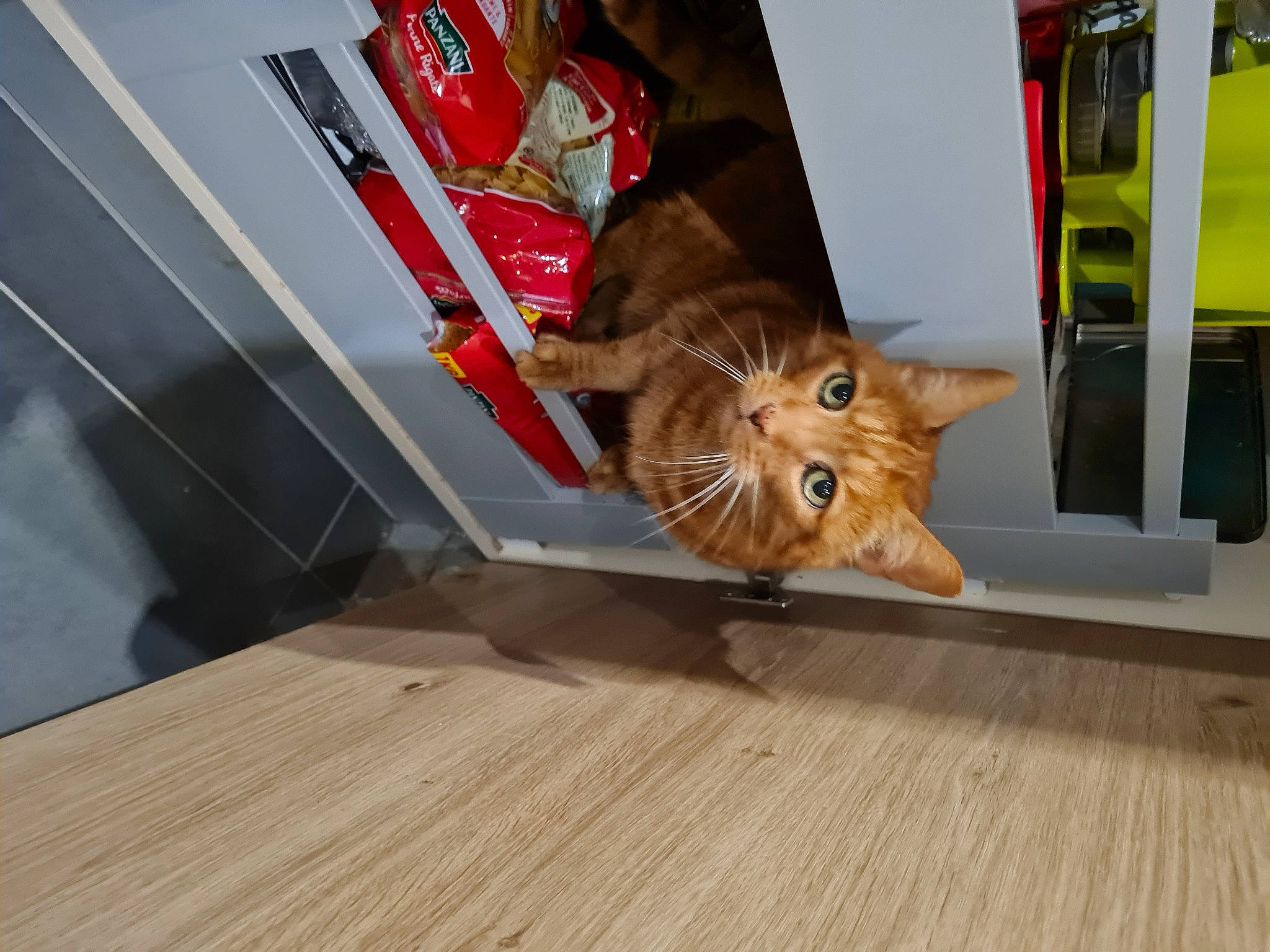 Garfield participe au concours pour gagner de l'argent avec cette photo : carnivore, cat, fawn, felidae, floor, flooring, fur, hardwood, laminate_flooring, plank, plywood, small_to_medium_sized_cats, snout, sporting_group, tail, varnish, whiskers, wood, wood_flooring, wood_stain