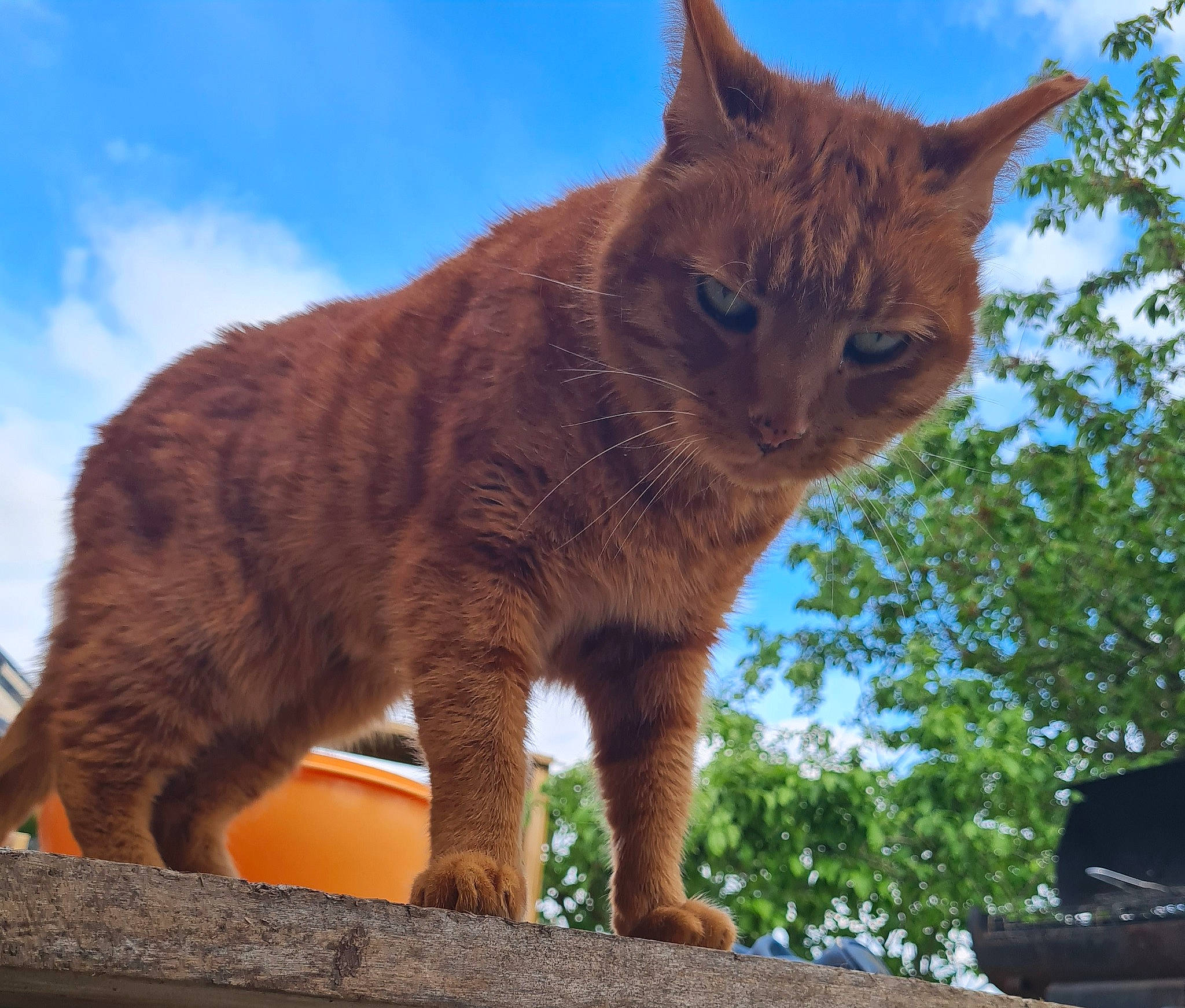 Garfield a rejoint le concours — aidez-le/la à gagner de superbes lots ! carnivore, cat, claw, cloud, domestic_short_haired_cat, fawn, felidae, fur, grass, lynx, sky, small_to_medium_sized_cats, snout, tail, terrestrial_animal, tree, whiskers, wildlife, window, wood