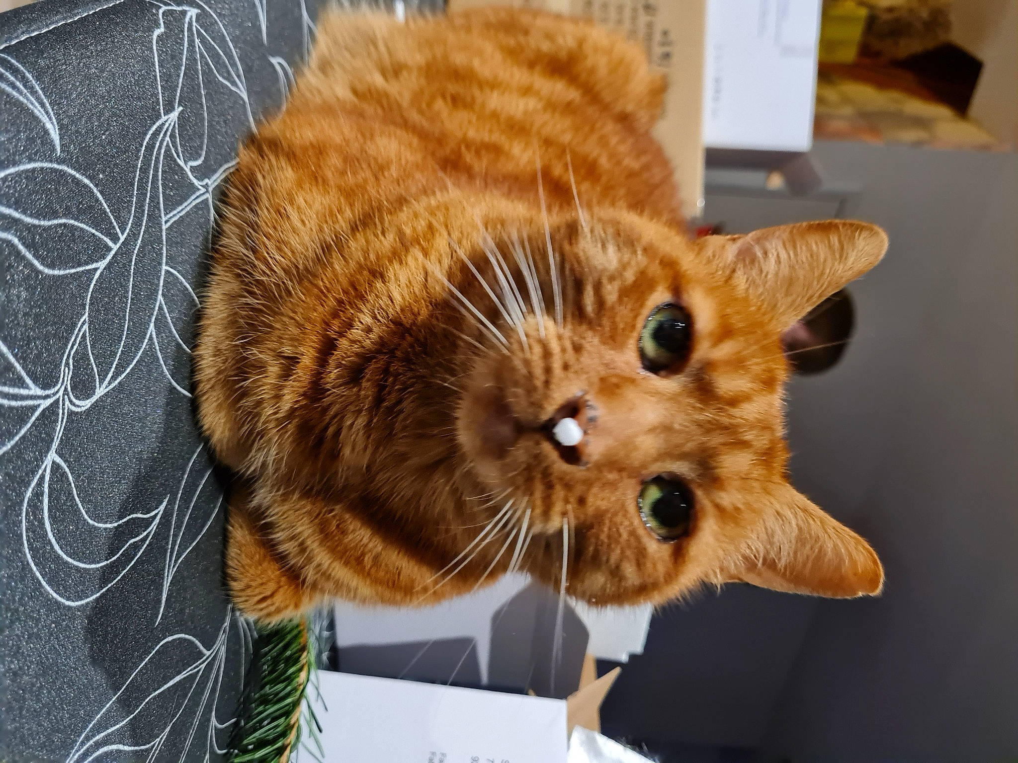 Garfield a rejoint le concours — aidez-le/la à gagner de superbes lots ! canidae, carnivore, cat, claw, dog_breed, domestic_short_haired_cat, fawn, felidae, fur, paw, small_to_medium_sized_cats, snout, tail, terrestrial_animal, whiskers, window, wood