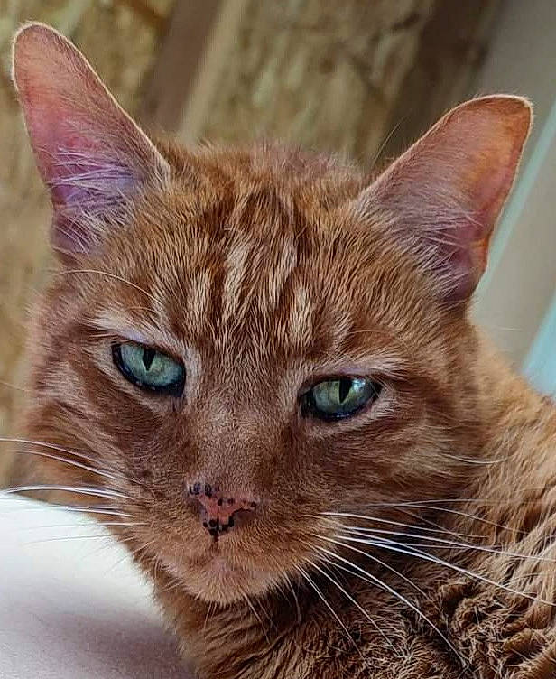Garfield participe au concours pour gagner de l'argent avec cette photo : carnivore, cat, close_up, domestic_short_haired_cat, eye, fawn, felidae, fur, head, iris, liver, small_to_medium_sized_cats, snout, terrestrial_animal, whiskers, wildlife, window