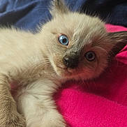 Kalius joined the competition — help win amazing prizes! kitten, cat, blue_eyes, fluffy, pet, animal, feline, close_up, cute, lying_down, whiskers, soft_fur, pink_fabric, blue_background, indoor, young, curious, paw, portrait, resting