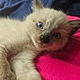 kitten, cat, blue_eyes, fluffy, pet, animal, feline, close_up, cute, lying_down, whiskers, soft_fur, pink_fabric, blue_background, indoor, young, curious, paw, portrait, resting