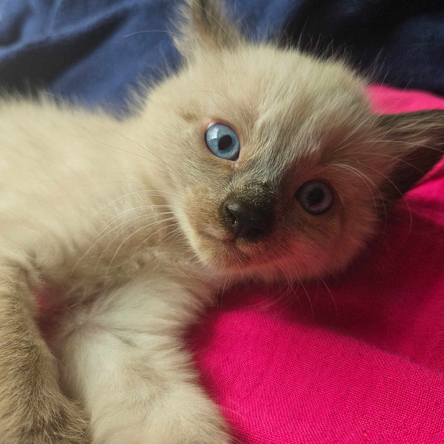 Kalius joined the competition — help win amazing prizes! animal, blue_background, blue_eyes, cat, close_up, curious, cute, feline, fluffy, indoor, kitten, lying_down, paw, pet, pink_fabric, portrait, resting, soft_fur, whiskers, young