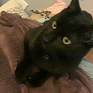 Shadow is registered to the contest to win money with this photo: black_cat, cat, animal, pet, feline, indoor, towel, blanket, curious, close_up, eyes, fur, cozy, soft, resting, home, pillow, blur, yellow_eyes, domestic_cat