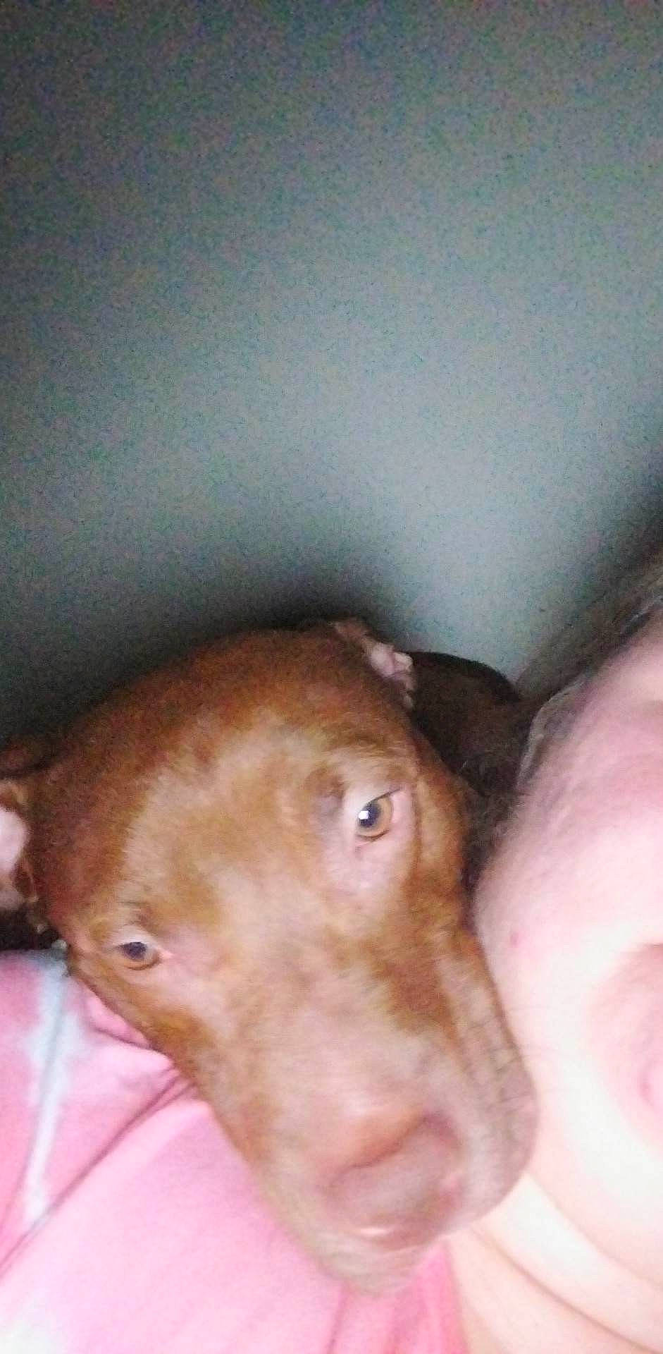 Athena joined the competition — help win amazing prizes! carnivore, companion_dog, dog, dog_breed, ear, fawn, liver, pet_supply, sporting_group, whiskers, working_animal