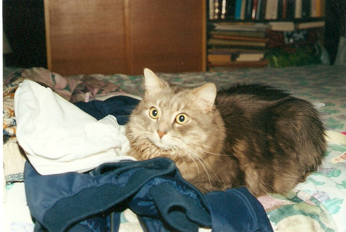 Ginola participe au concours pour gagner de l'argent avec cette photo : asian, asian_semi_longhair, british_longhair, british_semi_longhair, carnivore, cat, cymric, domestic_long_haired_cat, domestic_short_haired_cat, european_shorthair, felidae, maine_coon, mammal, norwegian_forest_cat, persian, ragamuffin, siberian, small_to_medium_sized_cats, vertebrate, whiskers