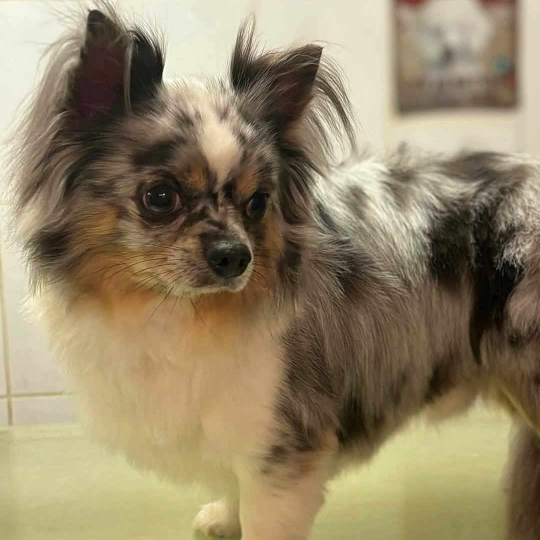 Pilou participe au concours pour gagner de l'argent avec cette photo : affenpinscher, animal, canine, chihuahua, cockerspaniel, dog, dogbed, eskimodog, papillon, pet, puppy, snout