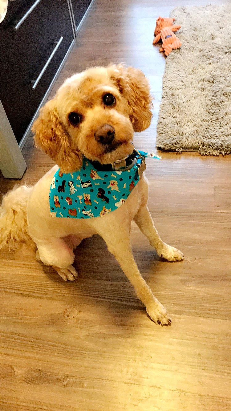 Leo is registered to the contest to win money with this photo: carnivore, companion_dog, computer_keyboard, computer_monitor, dog, dog_breed, dog_clothes, dog_collar, dog_supply, fawn, flooring, fur, hardwood, output_device, pet_supply, poodle, snout, toy_dog, water_dog, wood