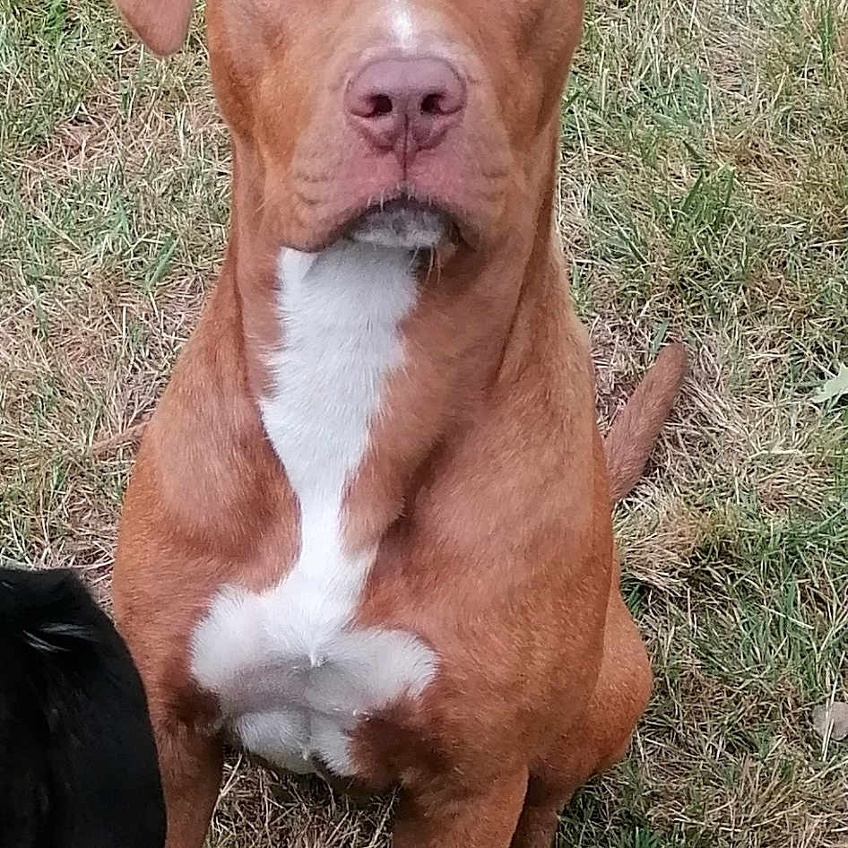 Shango a rejoint le concours — aidez-le/la à gagner de superbes lots ! animal, attentive, brown_dog, canine, daylight, dog, ears, eyes, fur, grass, ground, looking, mammal, nature, nose, outdoor, pet, portrait, sitting, white_patch
