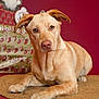 animal, calm, curious, cute, decorations, dog, ears, expression, fur, holiday, indoor, laying_down, light_brown, looking_at_camera, mat, nose, paw, pet, portrait, red_background