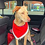 dog, pet, car_interior, seat, red_bandana, leash, window, parking_lot, can, animal, curious, attentive, indoor, vehicle, seatbelt, leash_rope, brown_dog, looking_out, calm, daytime
