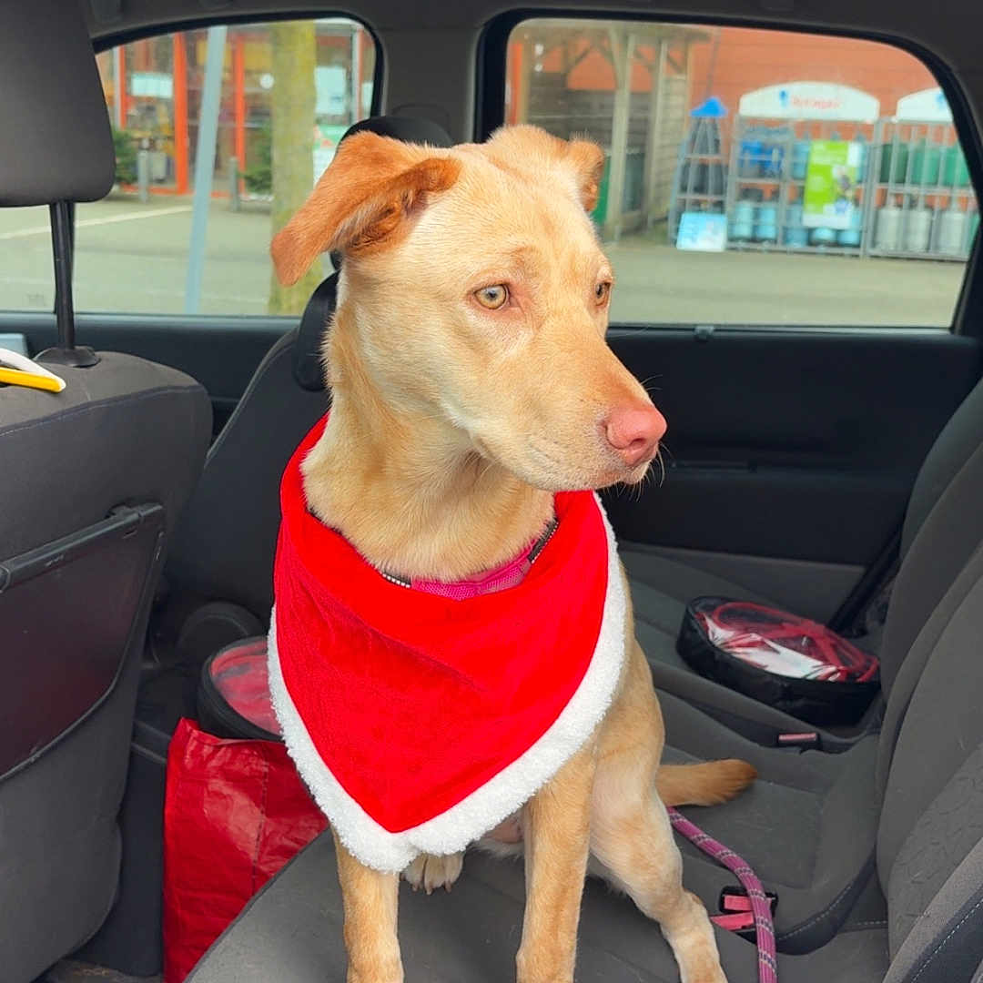 Athena a rejoint le concours — aidez-le/la à gagner de superbes lots ! animal, attentive, brown_dog, calm, can, car_interior, curious, daytime, dog, indoor, leash, leash_rope, looking_out, parking_lot, pet, red_bandana, seat, seatbelt, vehicle, window