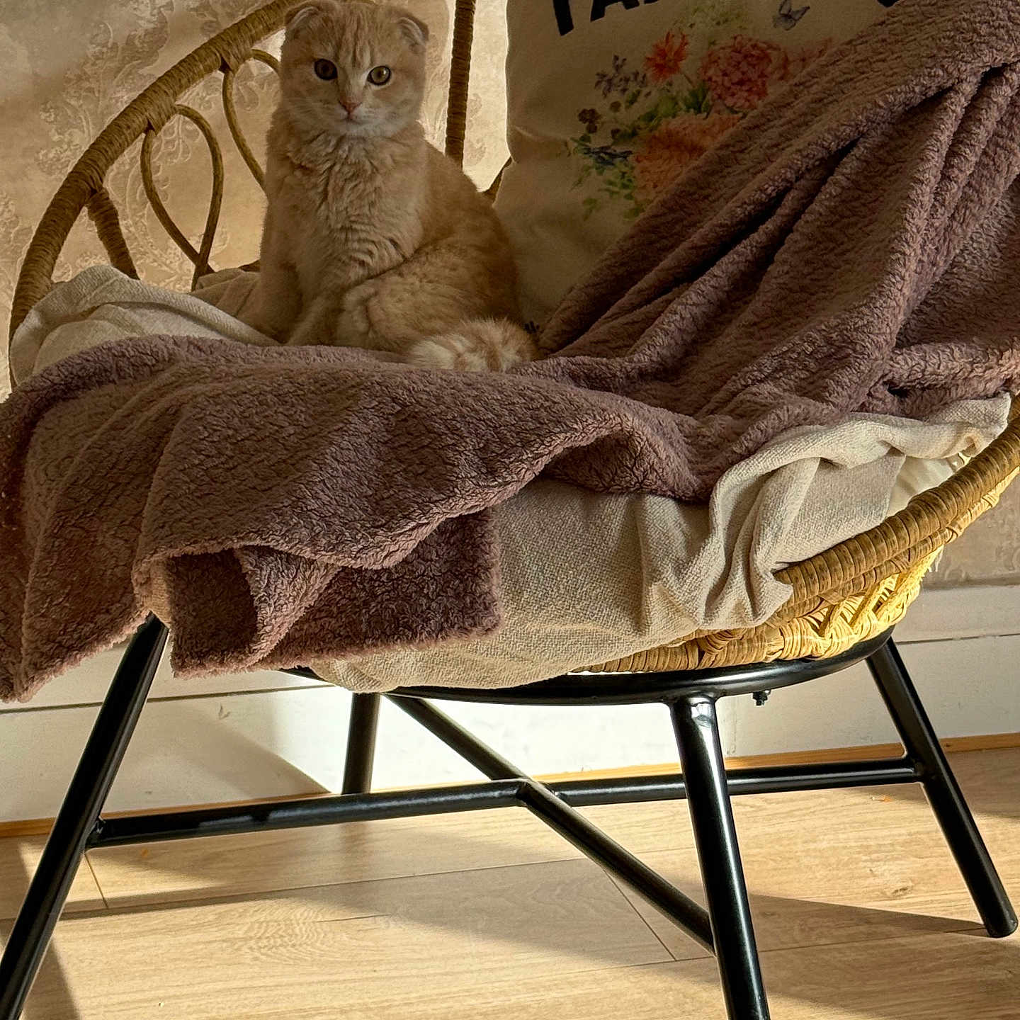 Businka a rejoint le concours — aidez-le/la à gagner de superbes lots ! animal, blanket, cat, chair, cozy, cushion, cute, domestic, fur, furniture, indoor, patterned_wallpaper, pet, relaxed, resting, scottish_fold, shadow, soft, sunlight, wooden_floor