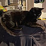 Milka participe au concours pour gagner de l'argent avec cette photo : animal, black_cat, cat, chair_back, clothes_hanger, curious, domestic, eyes, feline, fur, household, indoor, jacket, lamp, pet, room, table, tail, whiskers, window