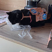 Milka participe au concours pour gagner de l'argent avec cette photo : animal, black_cat, blender, box, cat, close_up, countertop, curious, daylight, domestic, feline, food_packaging, household, indoor, kitchen_counter, knife_block, pet, pink_harness, plastic_wrapper, wooden_surface