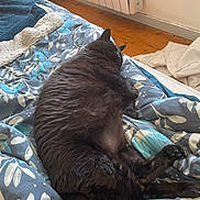 Loly a rejoint le concours — aidez-le/la à gagner de superbes lots ! animal, bed, black_cat, blanket, cat, comfort, cozy, domestic, feline, fur, indoor, mammal, paw, pet, radiator, relaxation, resting, sleeping, tail, wood_floor