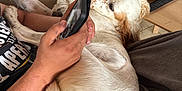 Usko participe au concours pour gagner de l'argent avec cette photo : blanket, brown_spots, cap, casual, comfortable, couch, curled_up, dog, hand, indoor, leisure, living_room, person, pet, phone, relaxed, remote, resting, table, white_fur