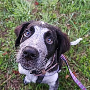 Achille a rejoint le concours — aidez-le/la à gagner de superbes lots ! adorable, animal, black_and_white, collar, cute, dog, ears, eyes, fur, grass, leash, nature, nose, outdoor, pet, playful, puppy, waiting, whiskers, young
