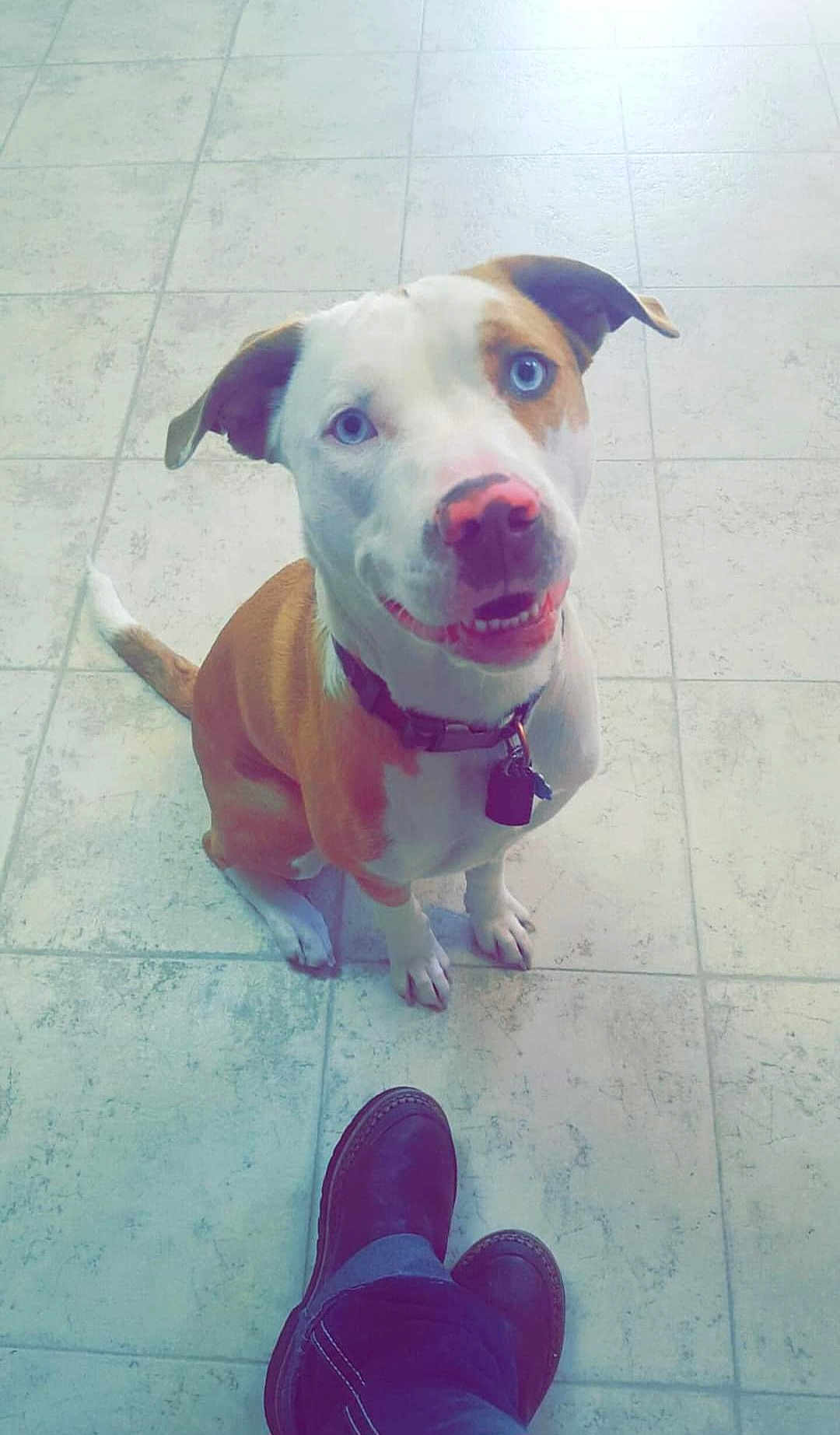 Dixie