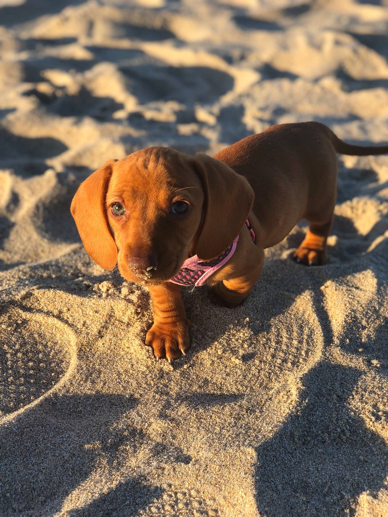 Malibu joined the competition — help win amazing prizes! canidae, carnivore, dachshund, dog, dog_breed, ear, fawn, hound, hunting_dog, mammal, snout, sporting_group, vizsla