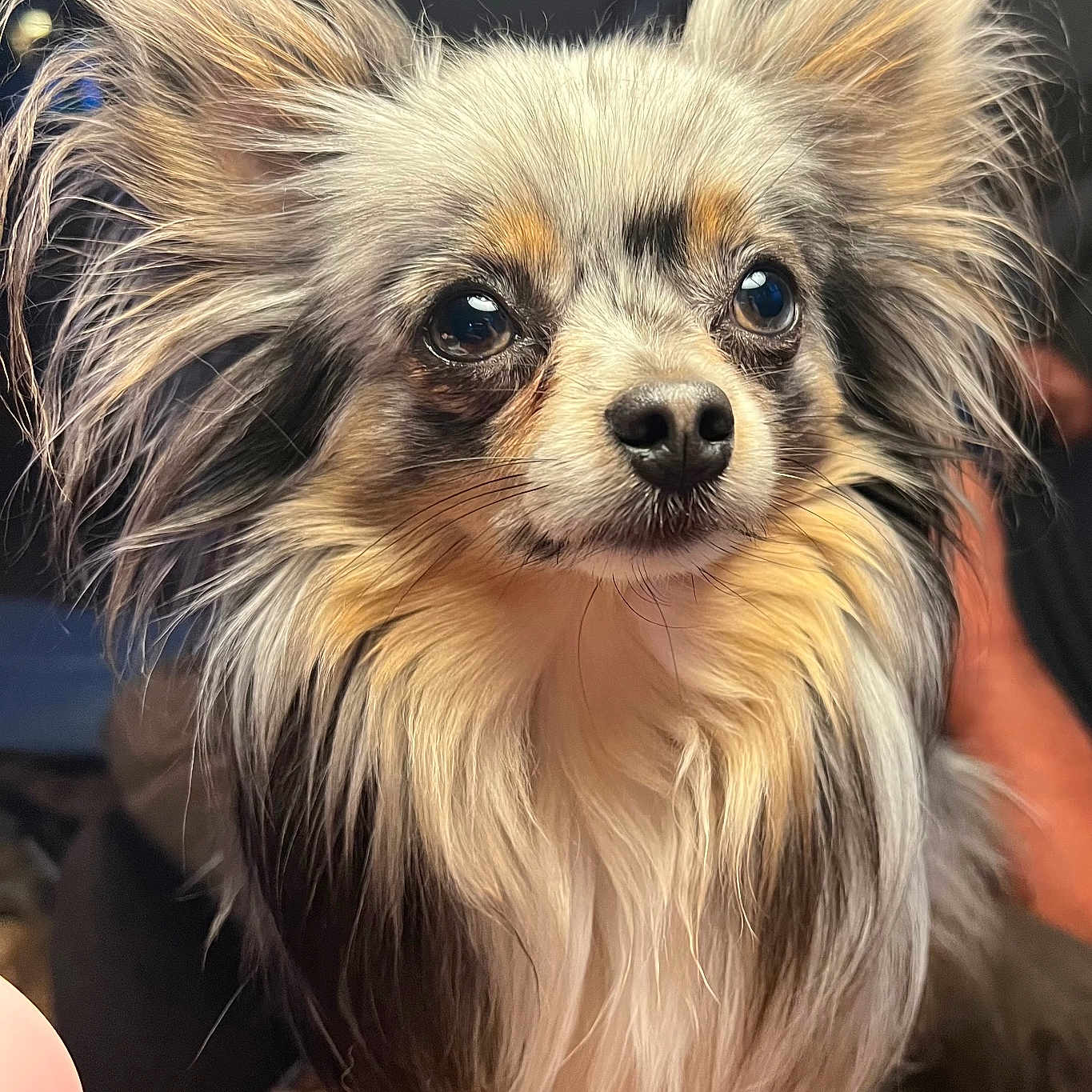 Rocco is registered to the contest to win money with this photo: adorable, animal, brown_eyes, canine, close_up, companion, cute, dog, domestic_animal, ears, face, fluffy, fur, indoor, long_hair, pet, portrait, small_dog, snout, whiskers
