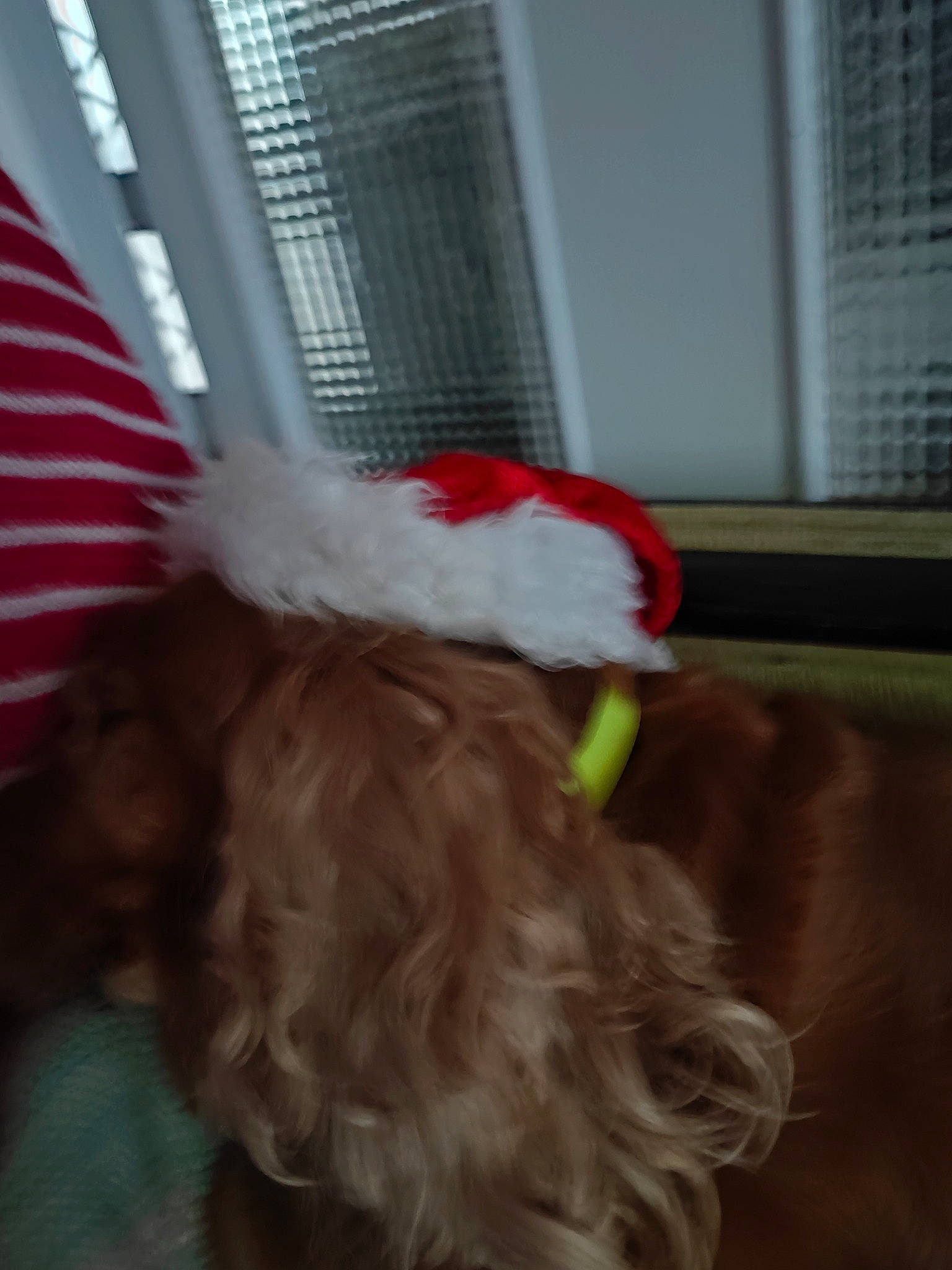 Jessie participe au concours pour gagner de l'argent avec cette photo : companion_dog, costume, costume_hat, dog_breed, ear, event, fashion_accessory, fictional_character, fun, fur, hair_accessory, hair_coloring, hat, holiday, liver, party_supply, room, sporting_group, window, window_blind