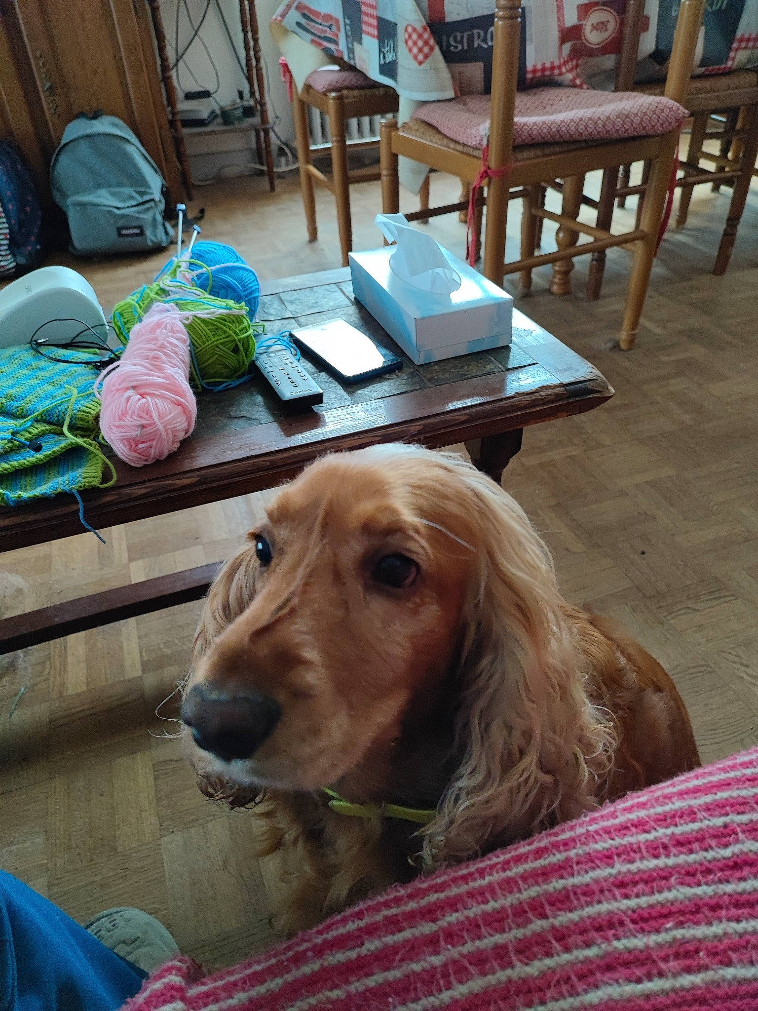 Jessie a rejoint le concours — aidez-le/la à gagner de superbes lots ! bag, bookcase, carnivore, chair, comfort, companion_dog, dog, dog_breed, fawn, flooring, fur, lamp, liver, luggage_and_bags, snout, spaniel, sporting_group, table, wood, working_animal