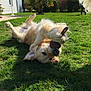 dog, golden_retriever, toy, grass, sunlight, outdoor, playful, pet, animal, backyard, greenery, paw, fur, nature, summer, happy, canine, grass_field, daylight, rolling