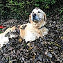 dog, golden_retriever, leaves, autumn, outdoor, nature, animal, pet, relaxed, pile, brown, greenery, fall, leaf_on_head, fur, canine, peaceful, park, woods, resting