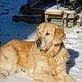 dog, golden_retriever, snow, outdoor, sunlight, animal, pet, laying, fur, cold, winter, nature, quiet, relaxing, daylight, muzzle, ears, paws, background, metal