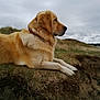 dog, golden_retriever, grass, cliff, outdoor, nature, cloudy_sky, animal, pet, canine, fur, collar, landscape, side_view, quiet, peaceful, muzzle, paws, field, resting