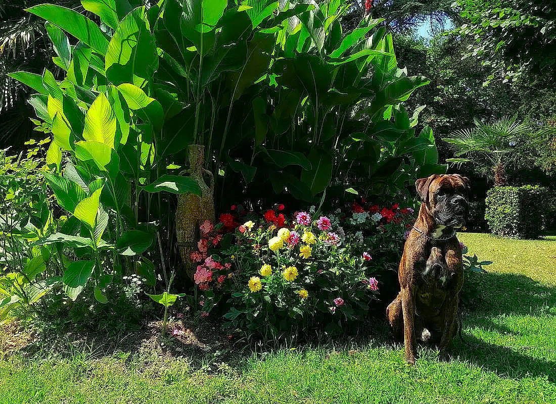 Ryo R.c.m a rejoint le concours — aidez-le/la à gagner de superbes lots ! annual_plant, carnivore, dog, dog_breed, fawn, flower, flowering_plant, grass, groundcover, herbaceous_plant, landscape, natural_landscape, plant, plant_community, shrub, sporting_group, terrestrial_plant, tree, water_dog, working_animal