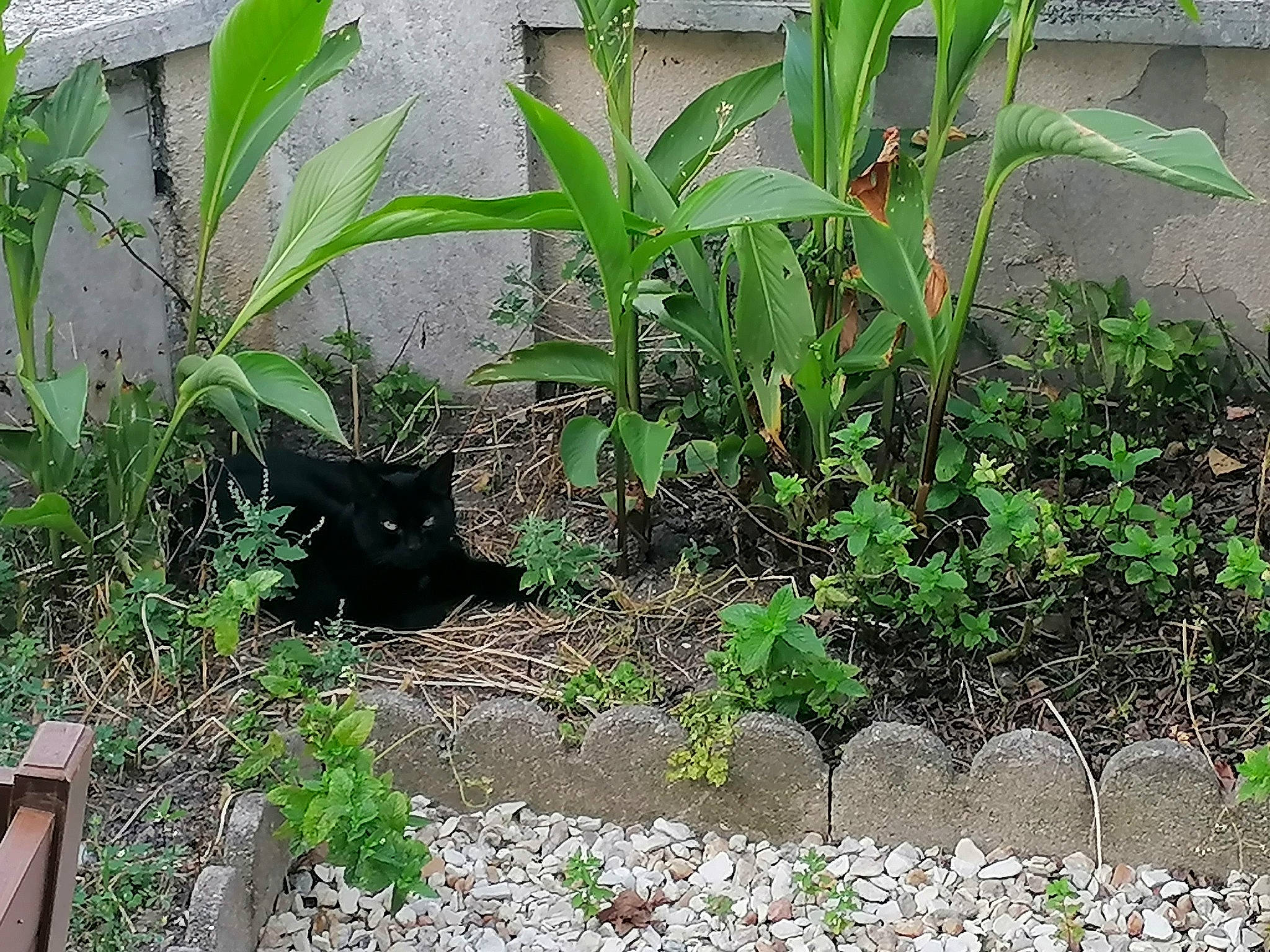 Clara a rejoint le concours — aidez-le/la à gagner de superbes lots ! adaptation, arecales, carnivore, cat, felidae, flowerpot, garden, grass, grass_family, groundcover, house, houseplant, landscape, plant, plant_community, shrub, small_to_medium_sized_cats, soil, terrestrial_plant, vegetation