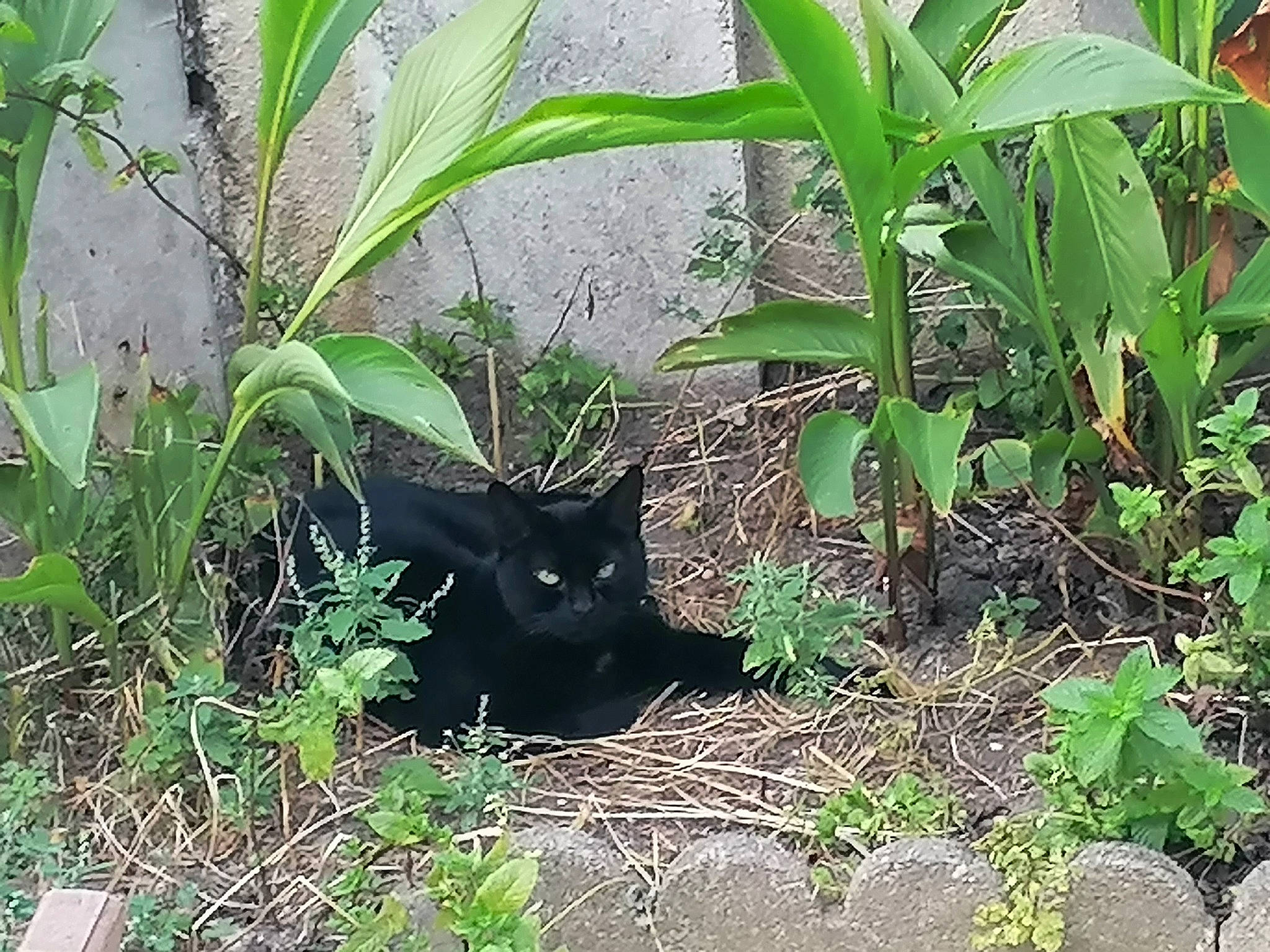 Clara participe au concours pour gagner de l'argent avec cette photo : black_cat, bombay, botany, carnivore, cat, domestic_short_haired_cat, felidae, grass, grass_family, groundcover, leaf, plant, shrub, small_to_medium_sized_cats, soil, tail, terrestrial_animal, terrestrial_plant, vegetation, whiskers