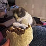 cat, burrito, hand, food, blur, indoor, furniture, person, clothing, living_room, table, background, pet, animal, comfort, casual, relaxation, snack, blurred_background, home