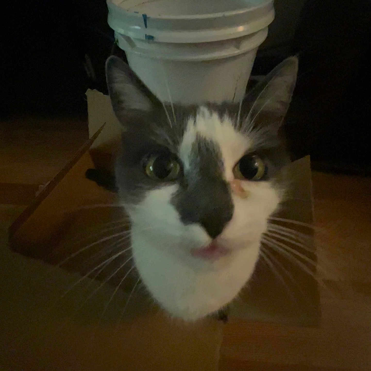 Bella
