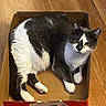 cat, box, cardboard, wooden_floor, pet, feline, indoor, animal, curious, sitting, white_paws, grey_fur, relaxed, looking_at_camera, domestic_cat, whiskers, ears, flooring, cozy, cute