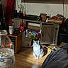 cat, indoor, wooden_floor, television, stocking, box, water_bottle, cabinet, holiday_decor, furniture, living_room, light_spot, blurred_foreground, pet, cozy, clutter, plastic_bottle, electronics, curtains, decorations