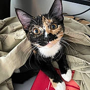 Tobi is registered to the contest to win money with this photo: cat, kitten, calico, curious, wide_eyes, whiskers, paws, fabric, beige, indoor, pet, close_up, cute, fur, animal, playful, young, domestic, resting, attention