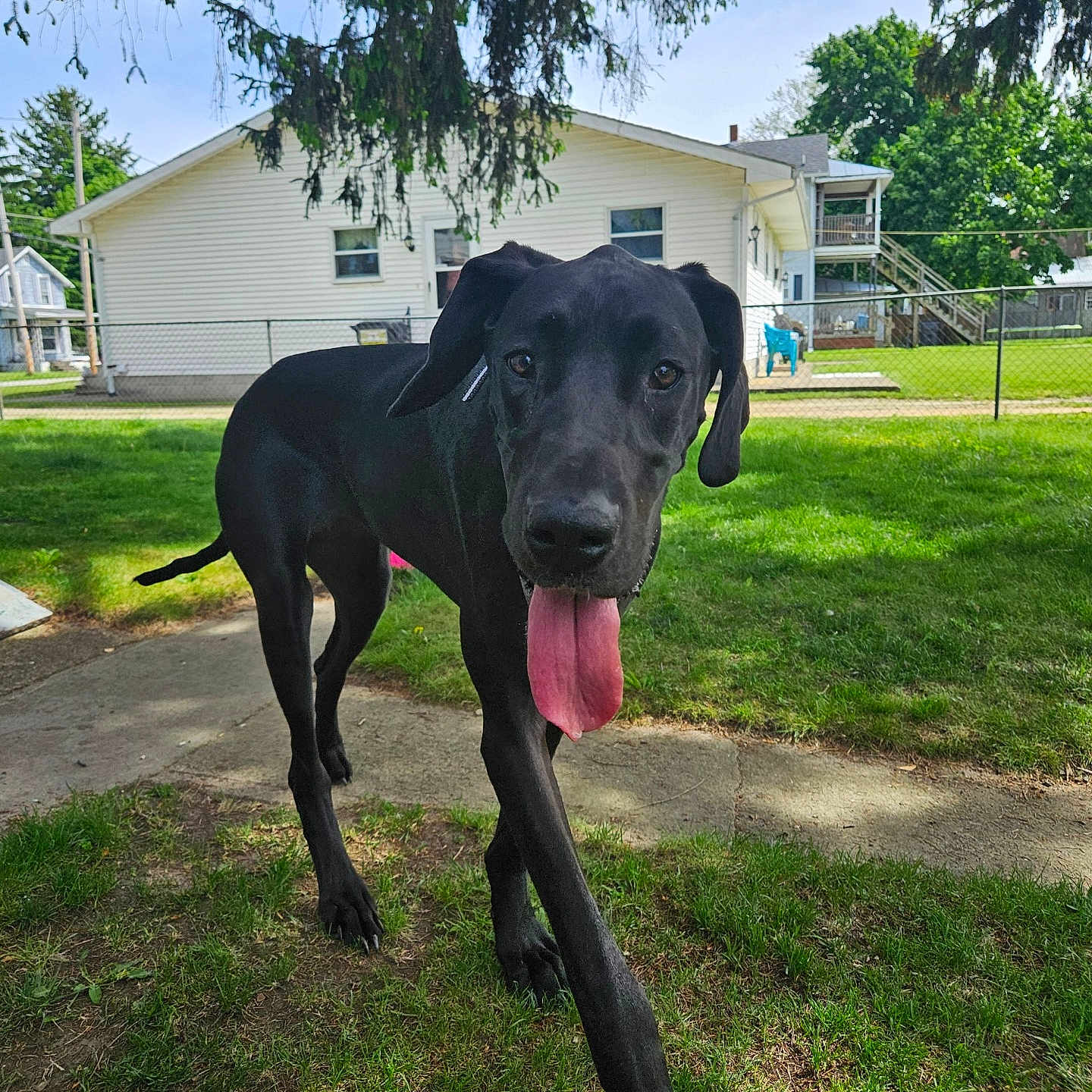 Snoop is registered to the contest to win money with this photo: animal, architecture, backyard, building, canine, dog, grass, greatdane, grove, land, nature, neighborhood, outdoors, pet, plant, shelter, tree, vegetation, woodland, yard
