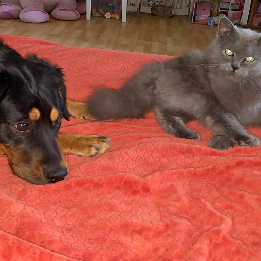 Leo participe au concours pour gagner de l'argent avec cette photo : animal, bed, bedroom, blanket, canine, cat, couch, cushion, dog, furniture, hardwood, homedecor, hound, indoors, linen, manx, pet, puppy, room, wood