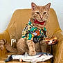Simba is registered to the contest to win money with this photo: cat, orange_cat, bow_tie, shirt, plush_fish, chair, plastic_cover, toy, indoor, pet, feline, sitting, portrait, animal, cute, playful, colorful, decor, domestic_animal, furry