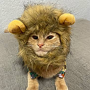 Simba is registered to the contest to win money with this photo: cat, costume, lion_mane, fur, pet, cute, animal, whiskers, ears, face, paws, indoor, feline, portrait, gray_background, texture, adorable, sitting, looking_at_camera, funny