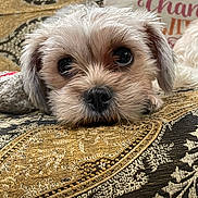 Anastasia joined the competition — help win amazing prizes! dog, puppy, pet, close_up, face, fur, cute, resting, indoors, sofa, patterned_fabric, cozy, animal, whiskers, small_dog, looking, expression, soft, ears, nostrils
