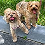 Anastasia is registered to the contest to win money with this photo: dog, small_dog, leash, grass, curb, tongue_out, happy, pet, animal, outdoor, fur, canine, playful, two_dogs, sidewalk, walking, nature, companions, cute, summer