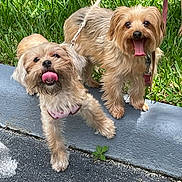 Belle is registered to the contest to win money with this photo: dog, small_dog, leash, grass, curb, tongue_out, happy, pet, animal, outdoor, fur, canine, playful, two_dogs, sidewalk, walking, nature, companions, cute, summer