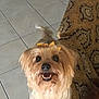 Belle is registered to the contest to win money with this photo: dog, small_dog, fluffy_fur, yellow_bow, happy, looking_up, indoor, tiled_floor, couch, patterned_couch, pet, animal, cute, smiling_dog, fur, companion, domestic, friendly, face, canine